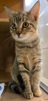 Rescue Tabby Cats for Adoption in San Antonio, Texas - Savannah | PetCurious