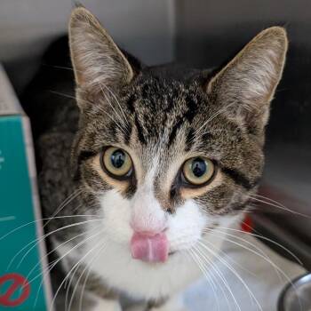 Domestic Short Hair Cats Available for Adoption - Duffy (Pet Supplies Plus) | PetCurious