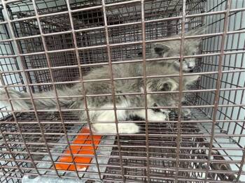 PORTIA -  Domestic Short Hair Cat for Adoption in Houston, Texas - PORTIA | PetCurious