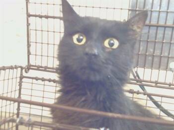 Domestic Medium Hair Cats Available for Adoption in Sacramento, California - CHARLOTTE | PetCurious