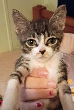 Nova -  Domestic Short Hair Cat for Adoption in Fair Oaks, Indiana - Nova | PetCurious