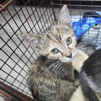 Heartsong -  Domestic Short Hair Cat for Adoption in Ridgely, Maryland - Heartsong | PetCurious