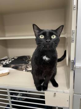 Rescue Domestic Short Hair Cats for Adoption in Antioch, California - Miss Muffins | PetCurious