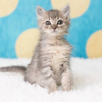 Rescue Domestic Long Hair Cats for Adoption in Saint Paul, Minnesota - Oren | PetCurious