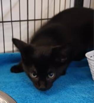 Foxtrot -  Domestic Short Hair Cat for Adoption in West Memphis, Arkansas - Foxtrot | PetCurious