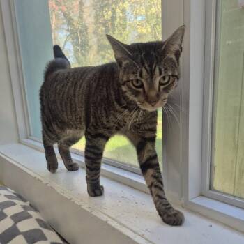 Domestic Short Hair Cats Available for Adoption in Newark, New Jersey - Lloyd Christmas | PetCurious