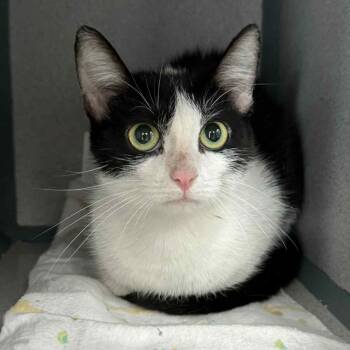 Rescue Domestic Short Hair Cats for Adoption in Waterloo, Iowa - Mystic | PetCurious