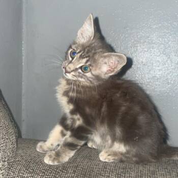 Emmy Rose -  Domestic Short Hair Cat for Adoption in Chanute, Kansas - Emmy Rose | PetCurious