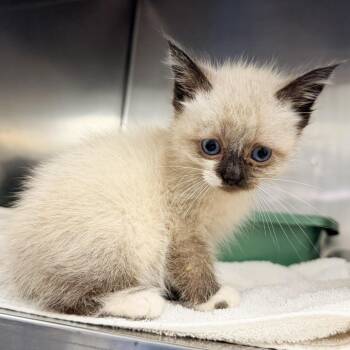 Calliope -  Siamese Cat for Adoption in Warrensburg, Missouri - Calliope | PetCurious