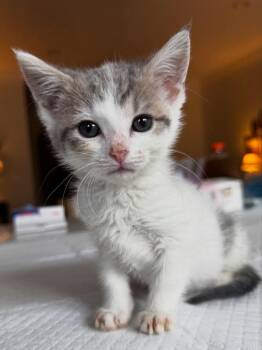 Grumpy -  Domestic Short Hair Cat for Adoption in Chicago, Illinois - Grumpy | PetCurious