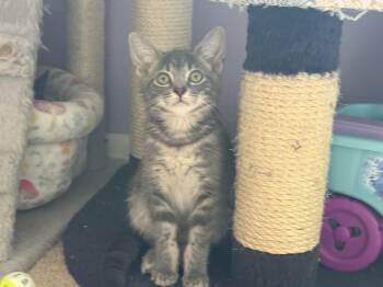 Starburst -  Domestic Medium Hair Cat for Adoption in Garden City, Michigan - Starburst | PetCurious