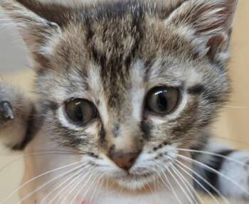 Domestic Short Hair Cats Available for Adoption - Thimble | PetCurious