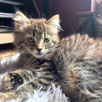 Domestic Long Hair Cats Available for Adoption in Chattanooga, Tennessee - Baby Jane Doe | PetCurious