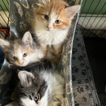 Lumi -  Domestic Long Hair Cat for Adoption in Edmond, Oklahoma - Lumi | PetCurious