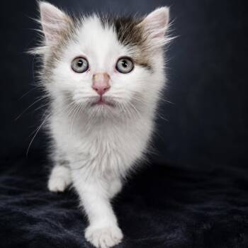 Teddy -  Domestic Long Hair Cat for Adoption in Newport, Tennessee - Teddy | PetCurious
