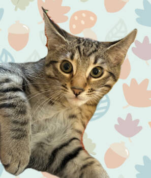 Rescue Domestic Short Hair Cats for Adoption in Romeoville, Illinois - Cosmo | PetCurious