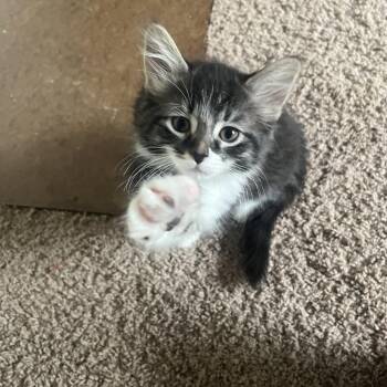 Domestic Long Hair and Tabby Cats Available for Adoption in Wyandotte, Michigan - Nic | PetCurious