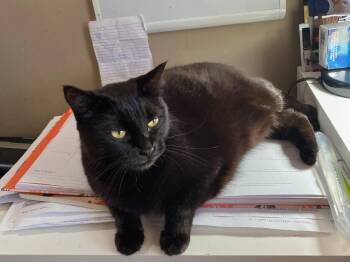 Domestic Short Hair Cats Available for Adoption - Judy Ann | PetCurious