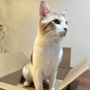 Frasier -  Domestic Short Hair Cat for Adoption in Yucaipa, California - Frasier | PetCurious