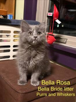 Bella Rosa -  Domestic Long Hair Cat for Adoption in New Hartford, New York - Bella Rosa | PetCurious