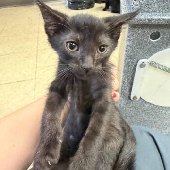 Beignet -  Domestic Short Hair Cat for Adoption in Birmingham, Alabama - Beignet | PetCurious