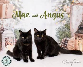 Rescue Domestic Medium Hair Cats for Adoption in Douglas, Georgia - Mae And Angus | PetCurious