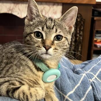 Tabby Cats Available for Adoption - Chloe | PetCurious