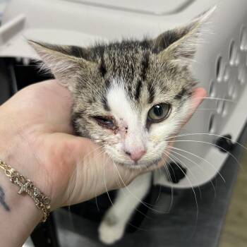 Oh Deer -  Domestic Short Hair Cat for Adoption in Summerville, South Carolina - Oh Deer | PetCurious