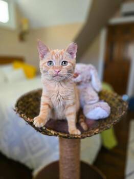 Rescue Domestic Short Hair Cats for Adoption in Harrison Township, New Jersey - Nutmeg | PetCurious