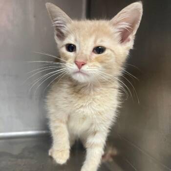 Pip -  Domestic Short Hair Cat for Adoption in Valley, Alabama - Pip | PetCurious
