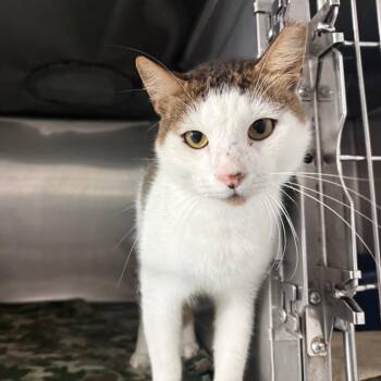 Bronson -  Domestic Short Hair Cat for Adoption in Lakeland, Florida - Bronson | PetCurious