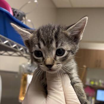 Anastasia -  Domestic Short Hair Cat for Adoption in Reno, Nevada - Anastasia | PetCurious