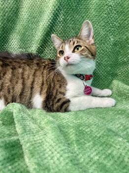 Domestic Short Hair Cats Available for Adoption - Lavita  | PetCurious