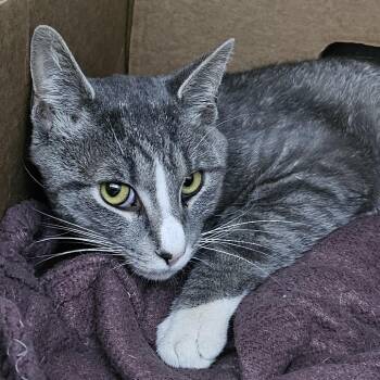 Rescue Domestic Short Hair Cats for Adoption in Camden, Delaware - Chuck | PetCurious