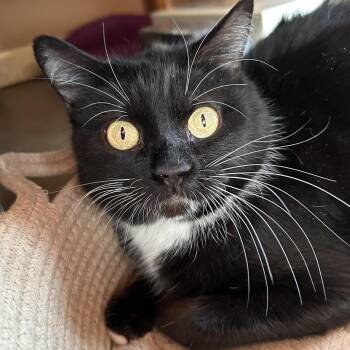 Domestic Short Hair Cats Available for Adoption in Lakewood, Colorado - Violet | PetCurious