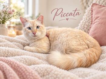Piccata -  Siamese Cat for Adoption in Dickinson, Texas - Piccata | PetCurious