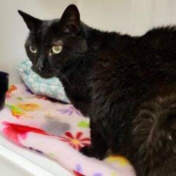 Domestic Short Hair Cats Available for Adoption in Green Valley, Arizona - Sootie Pie--Adoptable With Vet Care Support For Life | PetCurious