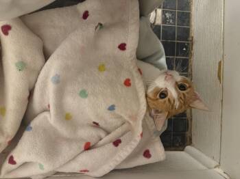 Rescue Domestic Short Hair Cats for Adoption in Blaine, Minnesota - Crush | PetCurious