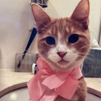 Butters -  Domestic Short Hair Cat for Adoption in San Gabriel, California - Butters | PetCurious
