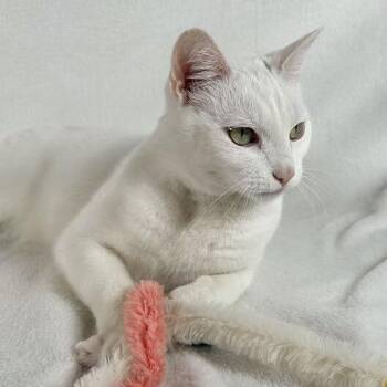Cotton -  Domestic Short Hair Cat Available for Adoption in Johnson City, Tennessee - Cotton | PetCurious
