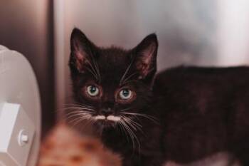 94827A Ellen -  Domestic Short Hair Cat for Adoption in North Charleston, South Carolina - 94827A Ellen | PetCurious