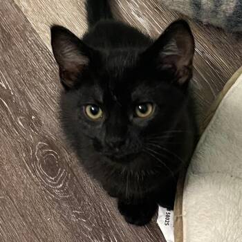 Raven - Confident & Sweet -  Domestic Short Hair Cat for Adoption in Hamilton, Ontario - Raven - Confident & Sweet | PetCurious