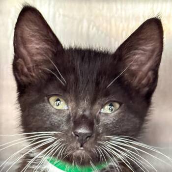 Malcolm -  Domestic Short Hair Cat for Adoption in Kennebunk, Maine - Malcolm | PetCurious
