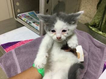 COLE -  Domestic Short Hair Cat for Adoption in Riverside, California - COLE | PetCurious