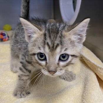 Domestic Short Hair Cats Available for Adoption in Cheyenne, Wyoming - Theodore Roosevelt | PetCurious