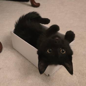 Tommaso -  Domestic Short Hair Cat for Adoption in Lemoyne, Pennsylvania - Tommaso | PetCurious