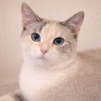 Siamese and Domestic Short Hair Cats Available for Adoption in Hillsboro, Texas - Kira — Waiting For Her Person | PetCurious
