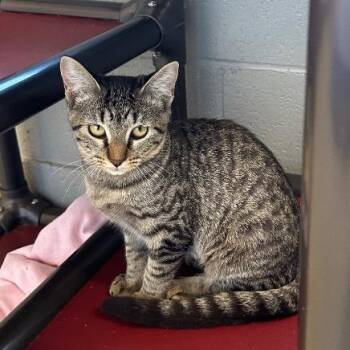 Catalie -  Domestic Short Hair Cat for Adoption in Newberg, Oregon - Catalie | PetCurious