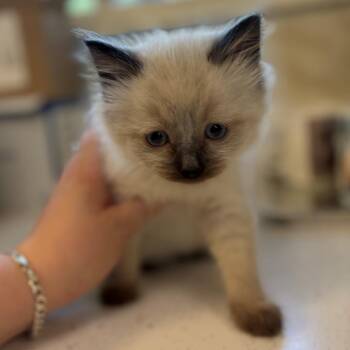 Love -  Siamese and Domestic Long Hair Cat for Adoption in Chehalis, Washington - Love | PetCurious