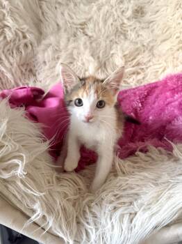 Angela -  Domestic Short Hair Cat for Adoption in Jefferson, Louisiana - Angela | PetCurious